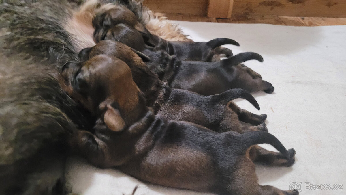 Jezevčík drsnosrstý standard s PP - 5