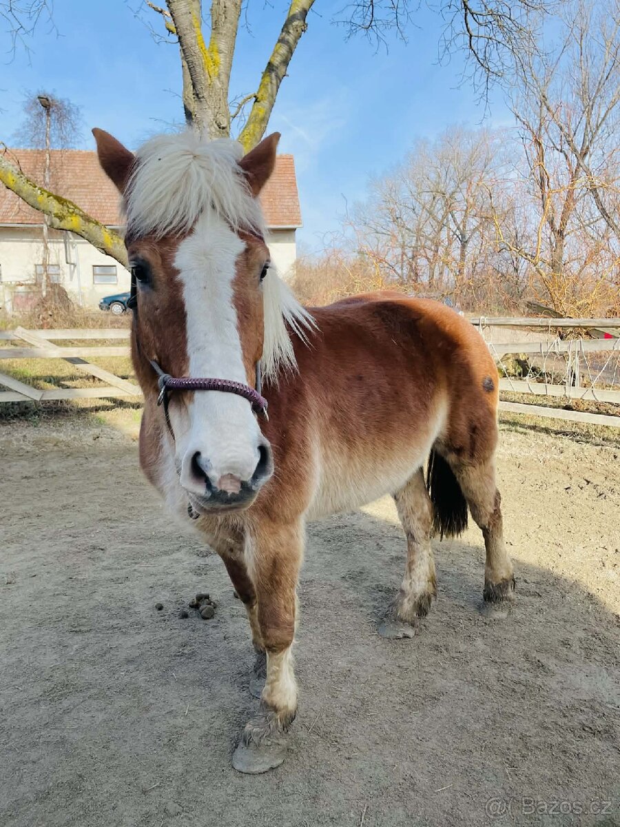 9 letá klisna ČMB - 5