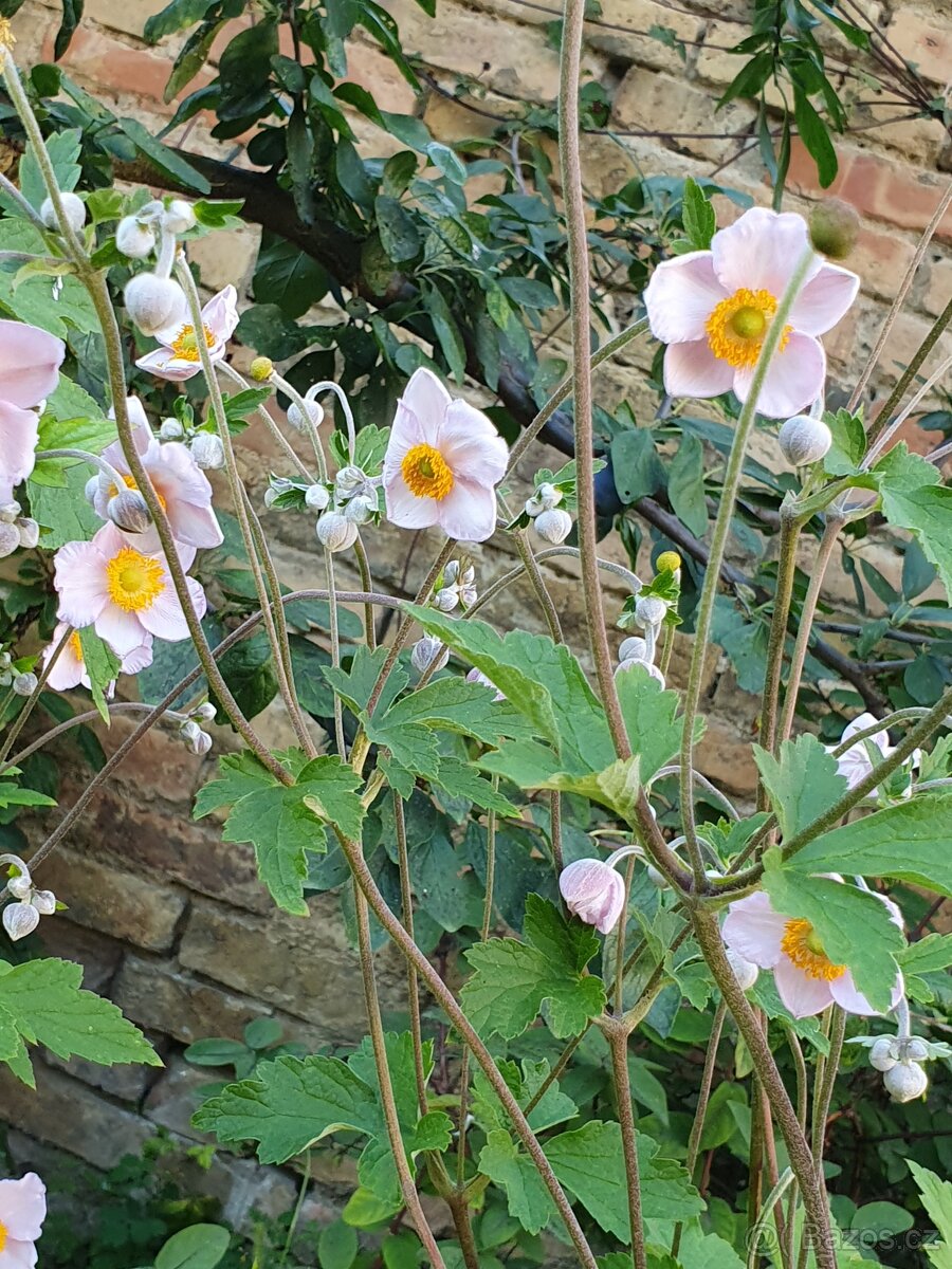 Sasanka plstnatá - 5