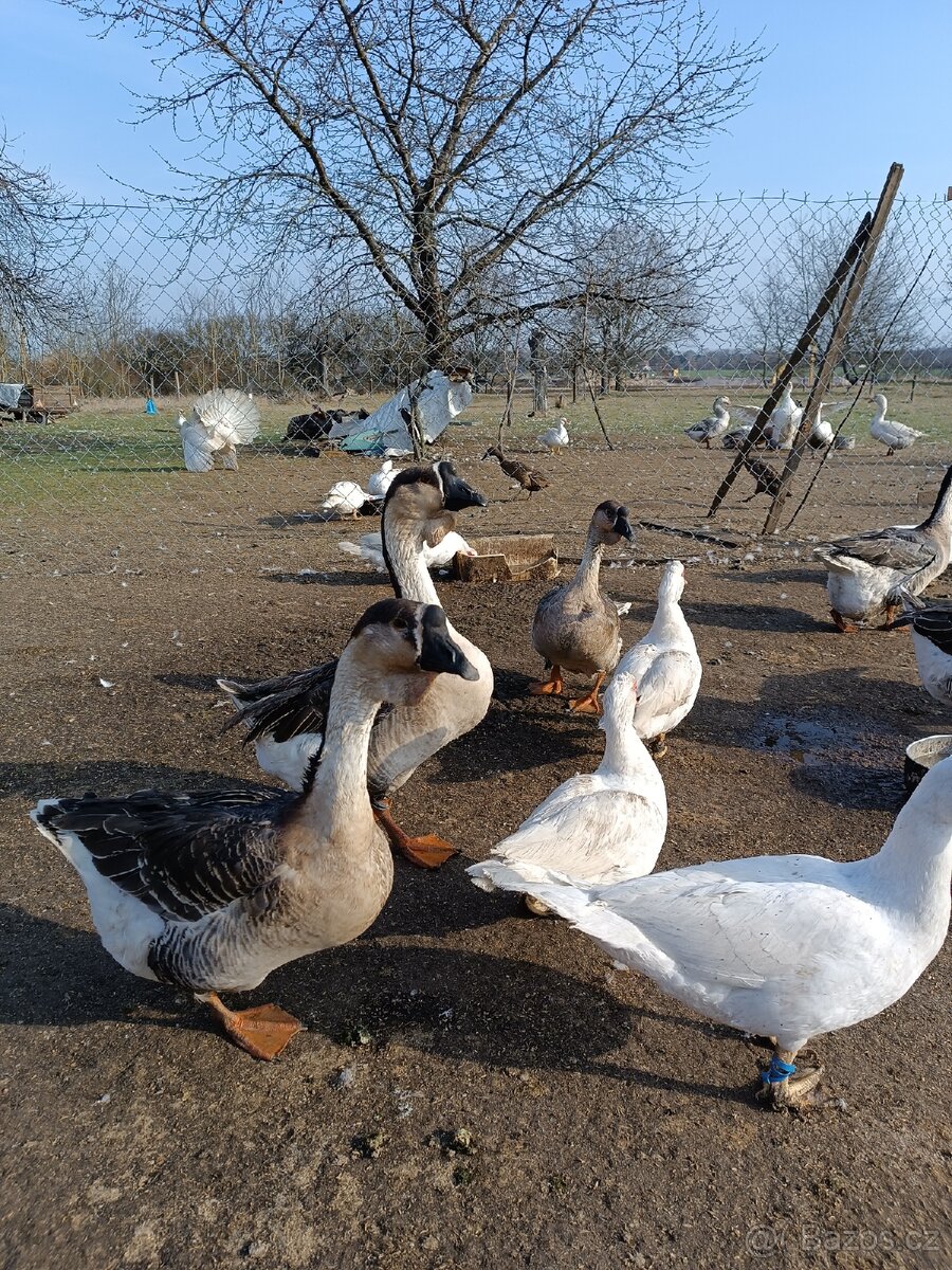 Krůťata, housata - 5