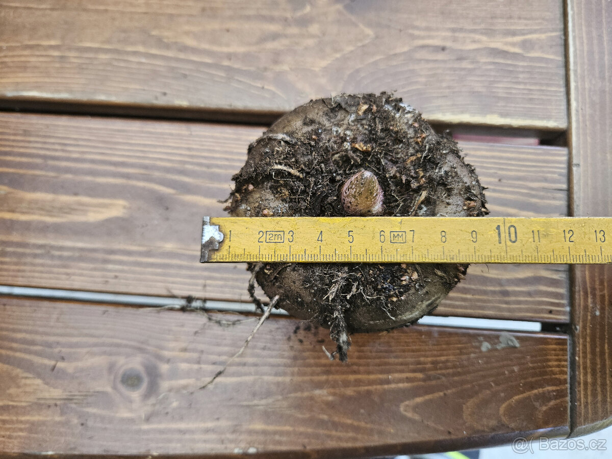 Prodam hlízy Zmijovce různé velikosti - 5