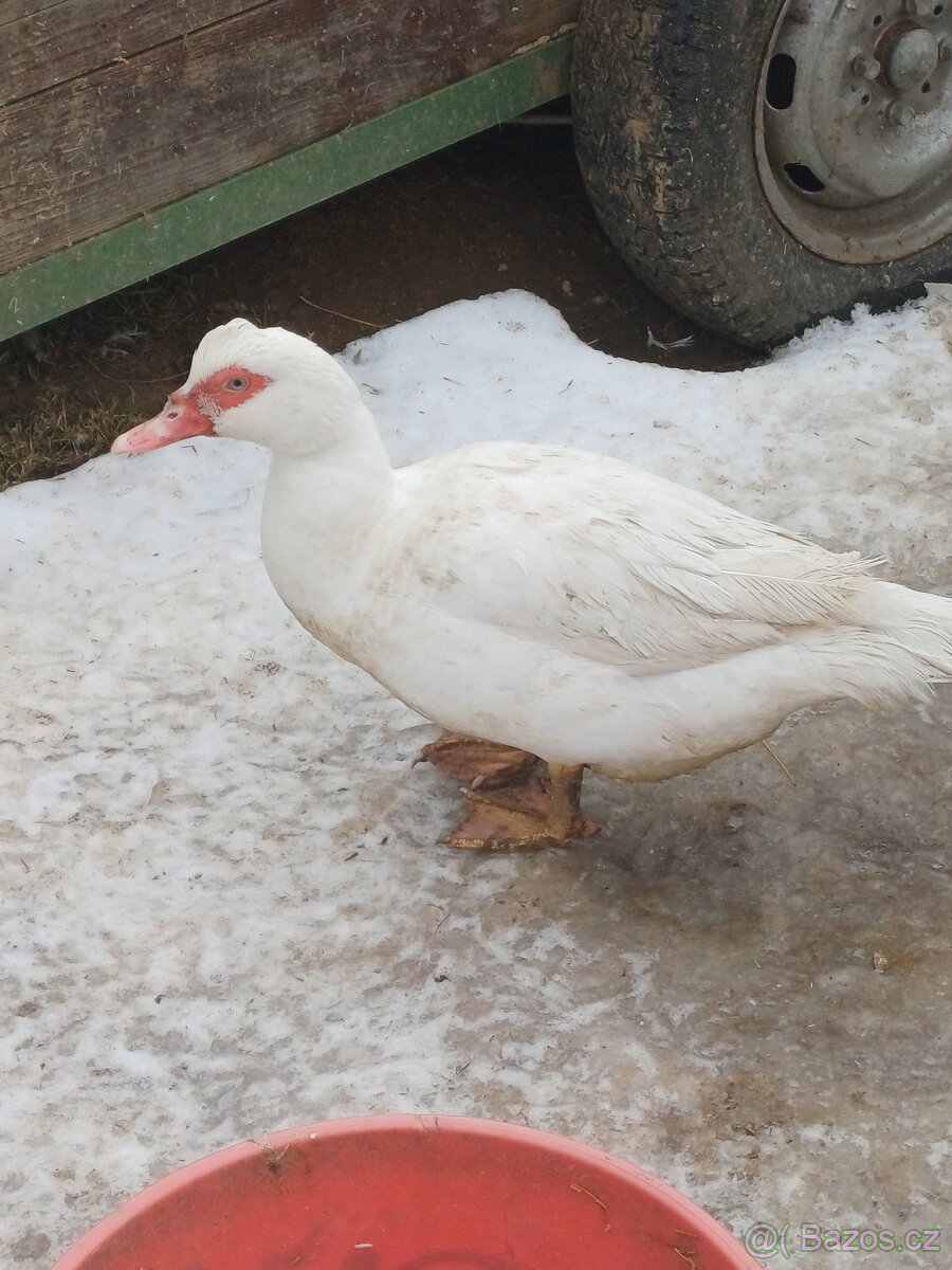 Kachna pižmová - 5