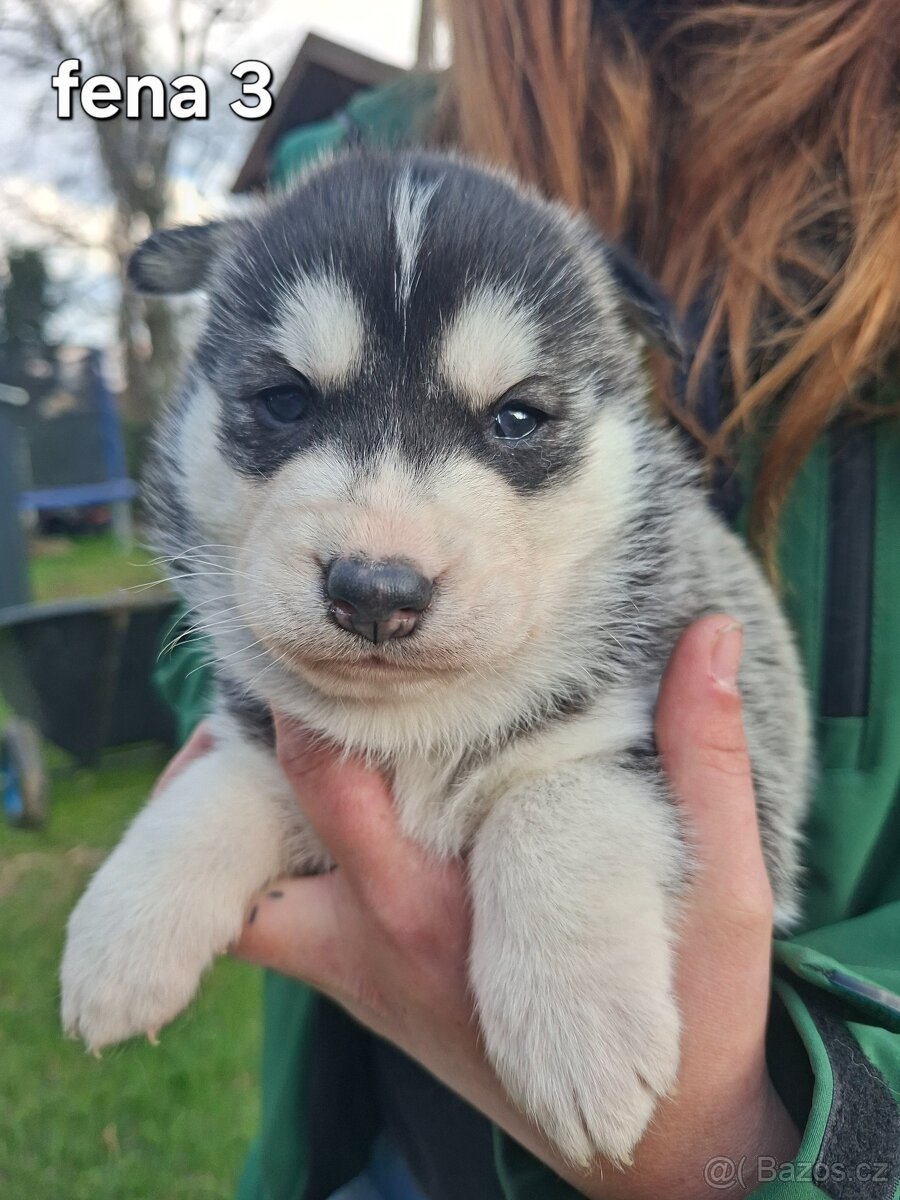 Sibiřský husky - 5