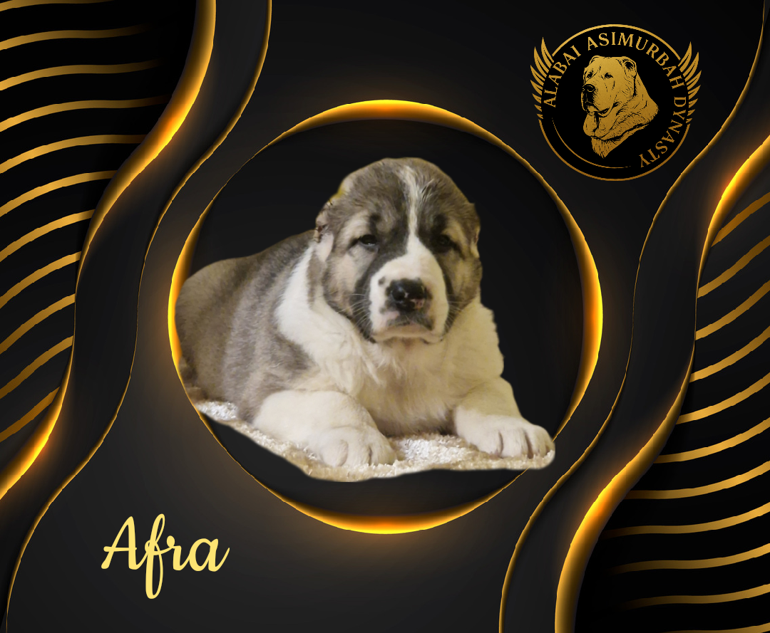 Stredoásijský pastevecký ovčiak s PP - 5