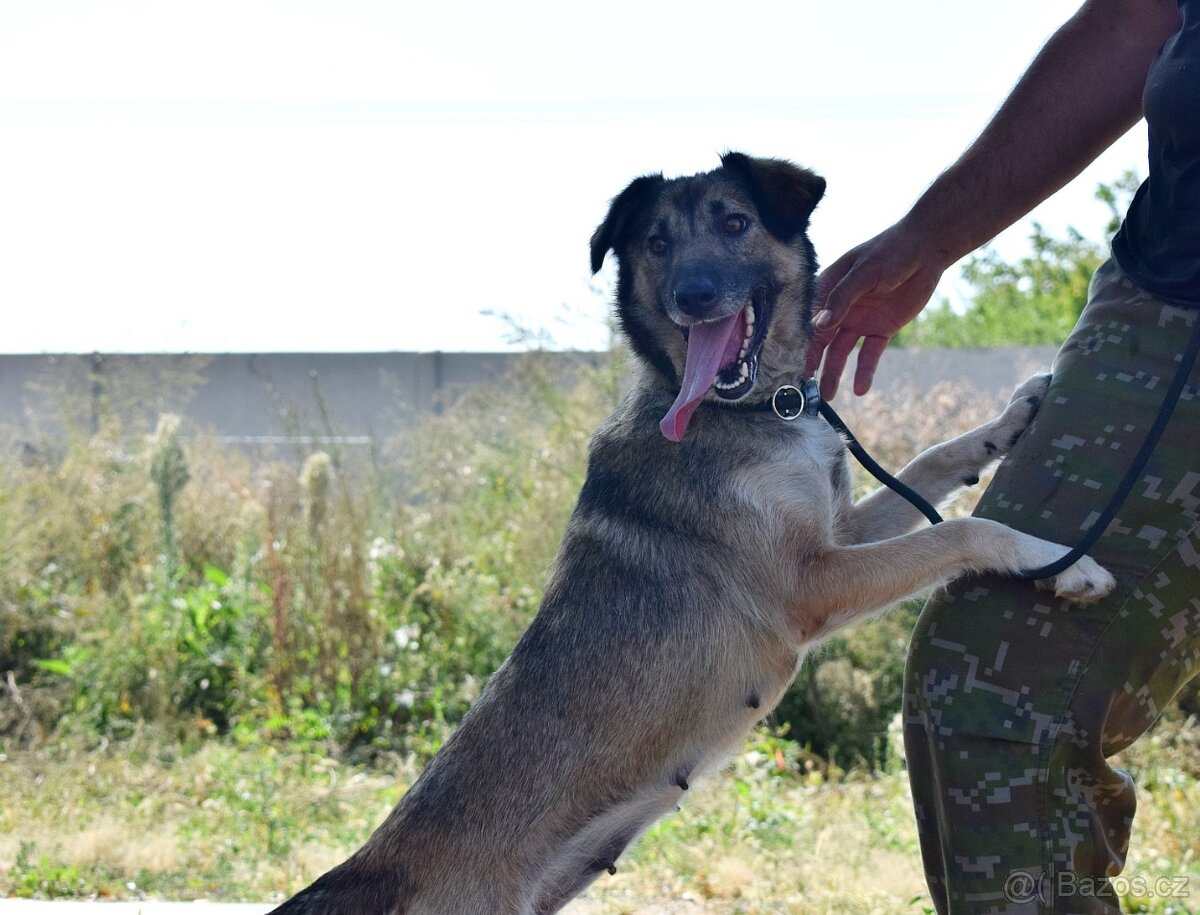 ADDY K ADOPCI - 3 ROKY, MILÁ, UČENLIVÁ, VDĚČNÁ - 5