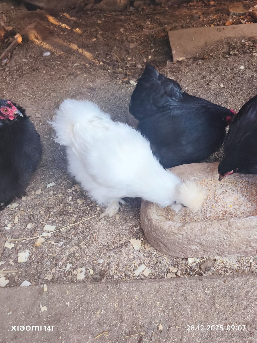 Hedvabnicka velká EU s vousem bílá - 5