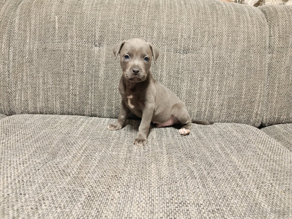 Stafordšírský bulteriér - 5