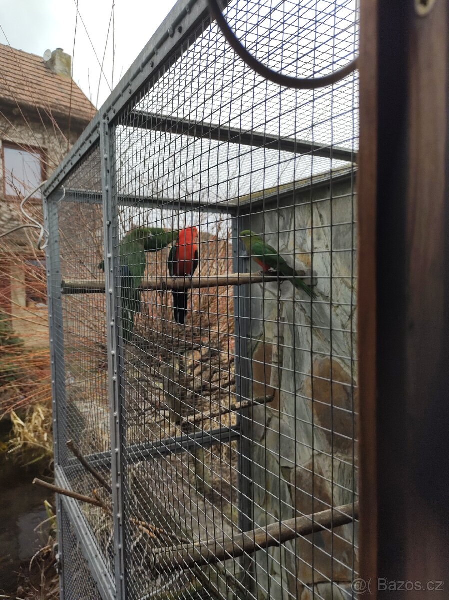 Papoušek královský - 5