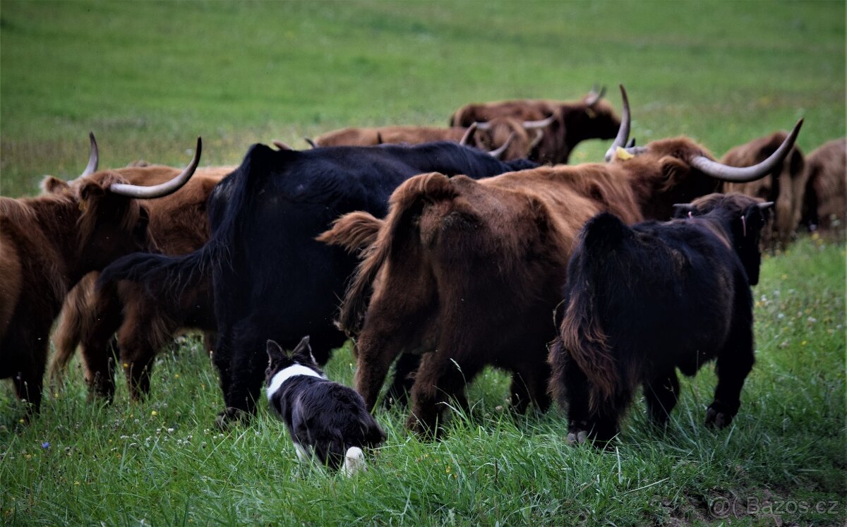 štěnatka border kolie - 5