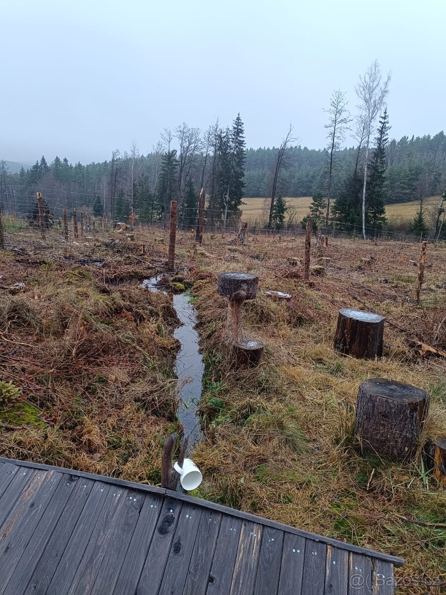 Prodej lesa na Šumavě - 5