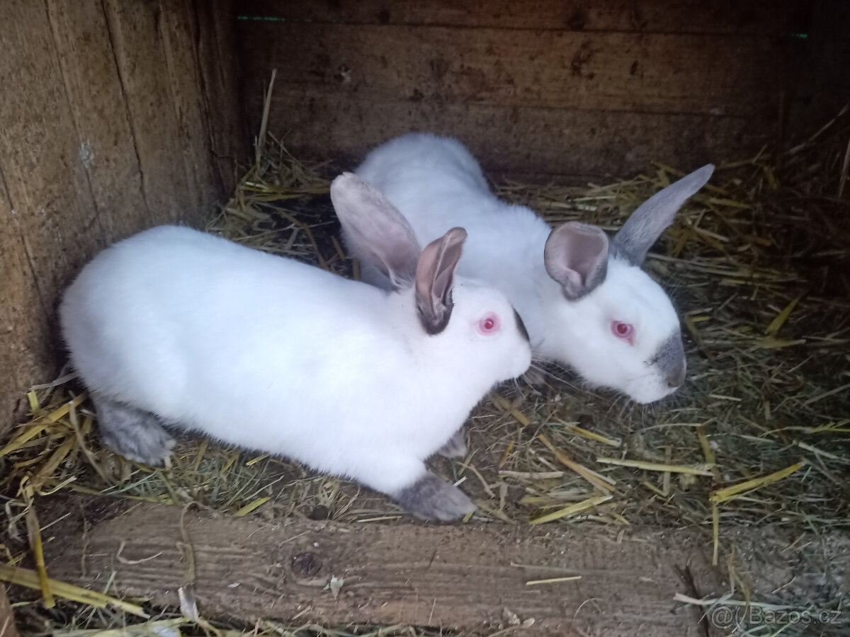 Brojlerový králík Hyla F1 - 5