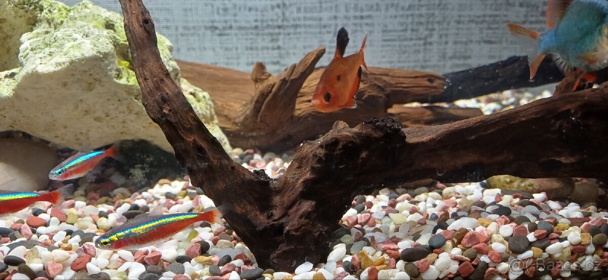 Zařízené akvárium - 5