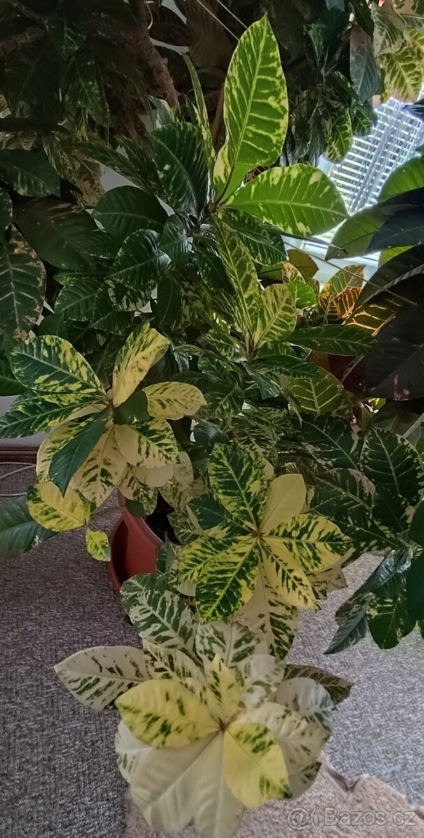 KROTON - pokojová rostlina - 5