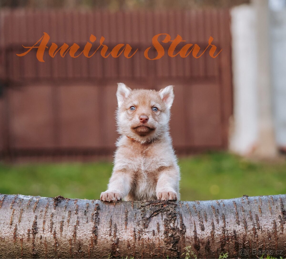 Saarloosův vlčák - štěňata na prodej - 5