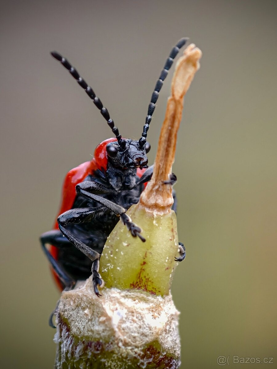 Vivo X100 Ultra úložiště 1TB - 5