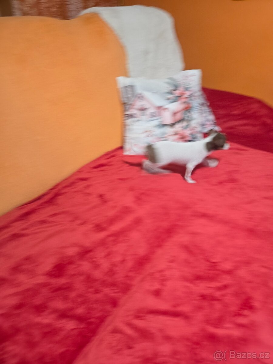 ČIVAVA KRÁTKOSRSTÁ čoko pejsek - 5