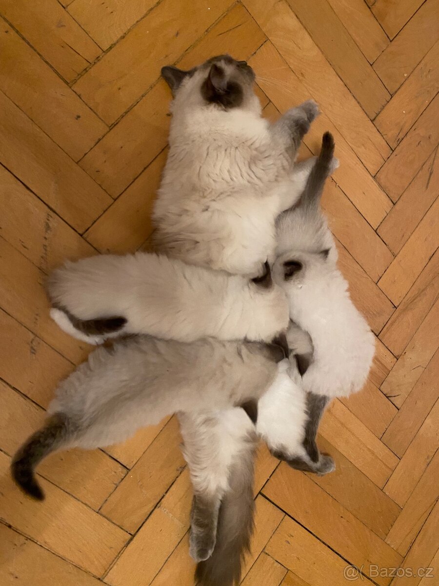 Hledám dočasnou péči pro Ragdoll kočičku - 5