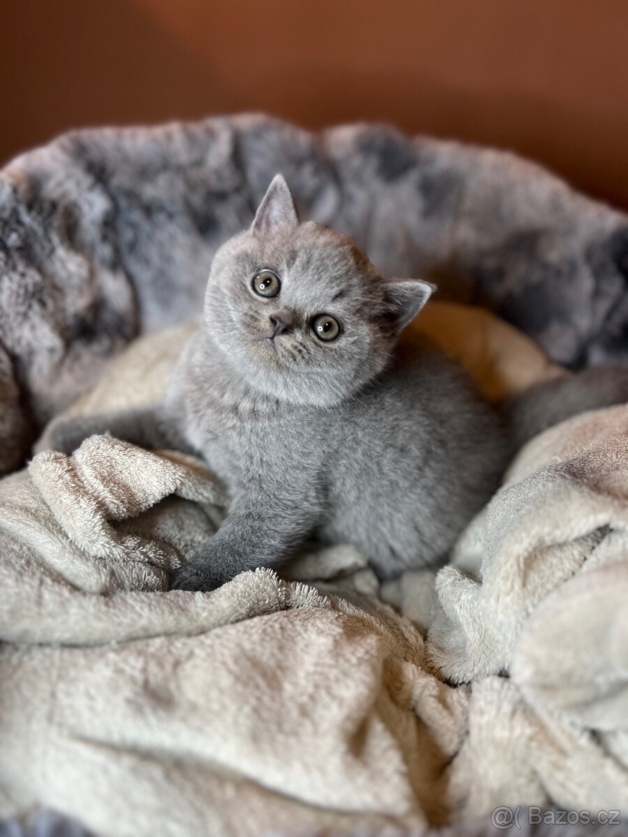 Krásná britská koťátka s PP - 5