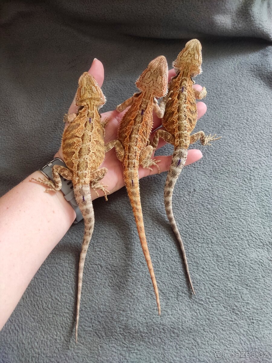 Agama vousatá - mláďata z vlastního chovu - 5