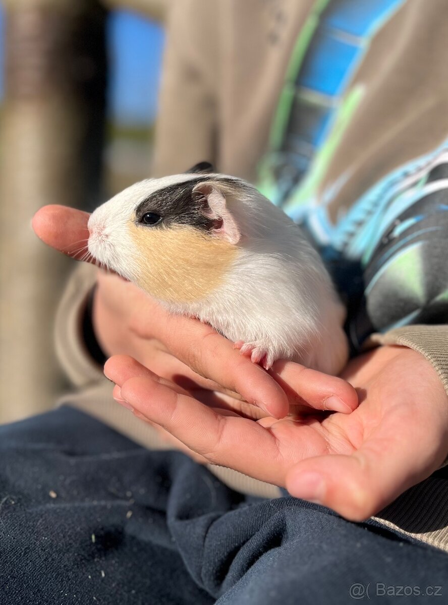 Morče, morčátko - 5