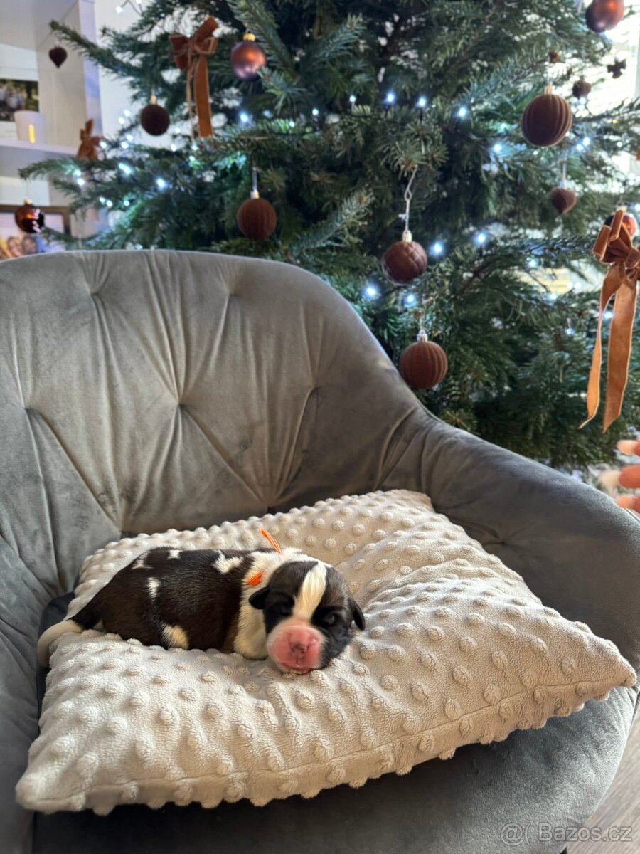 Moskevský strážní pes štěňátka - 5