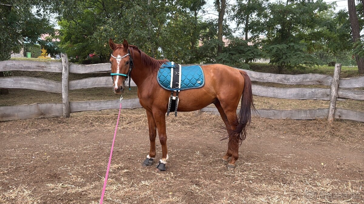 Valach po Aristo Z - 5