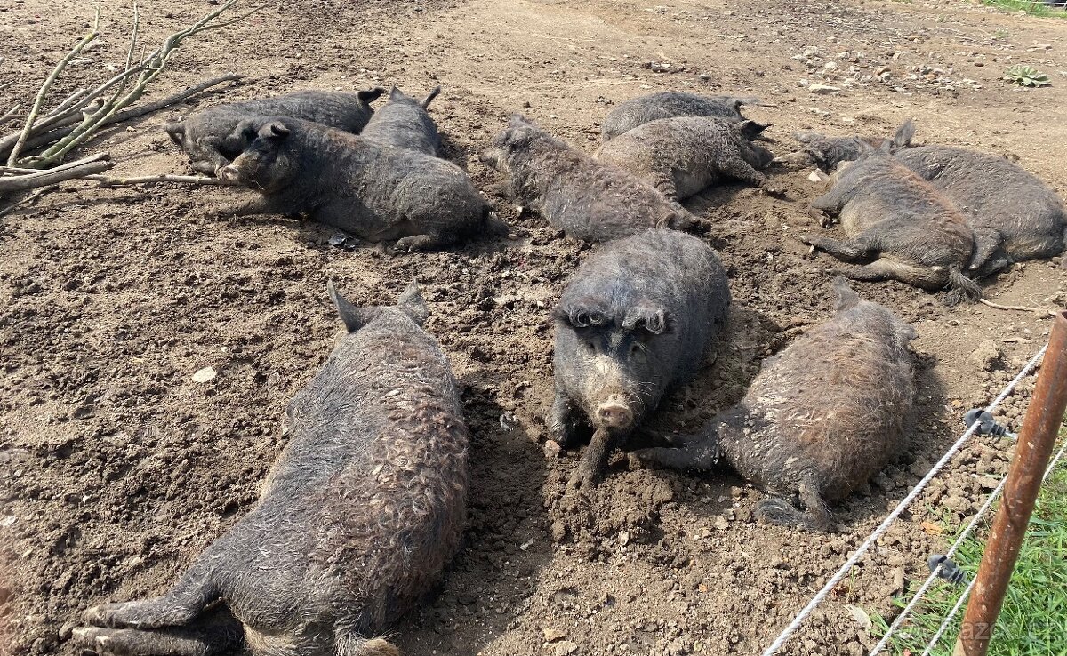 Čistokrevna Mangalice - 5