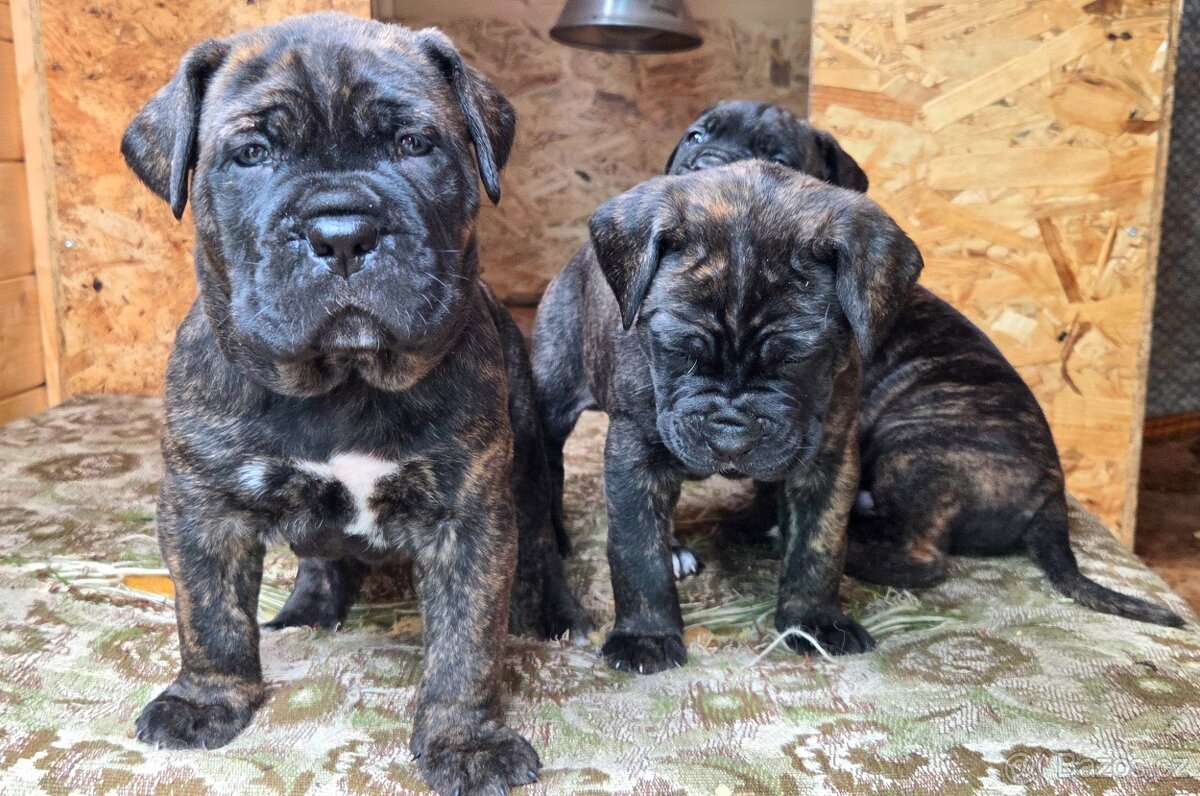 Cane corso s PP - 5