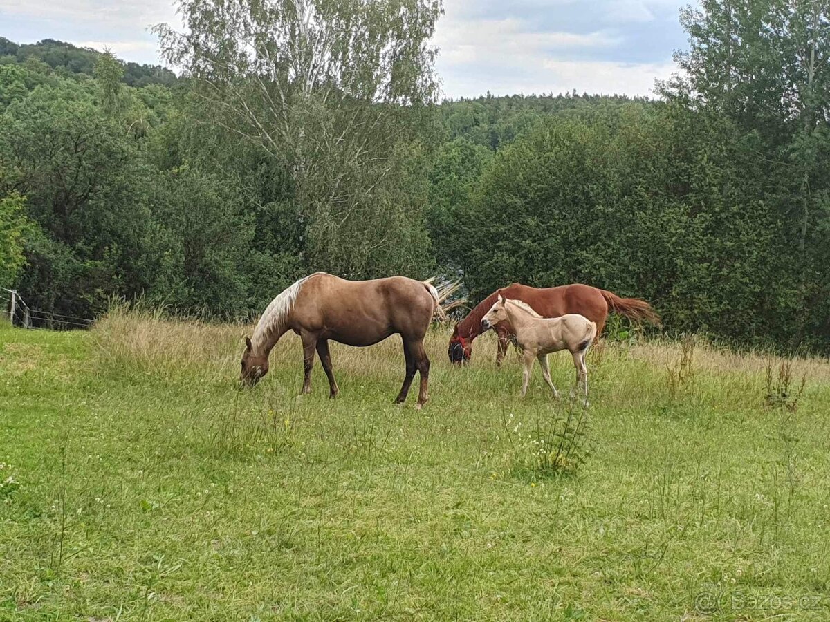 Prodám březí kobylku qh My Chex Roayal Lady - 5