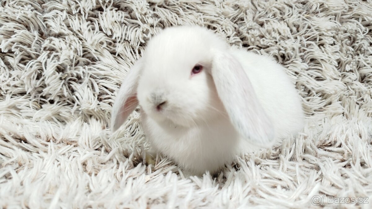 Zakrslý beránek, králíček, králík - MOLLY - 5