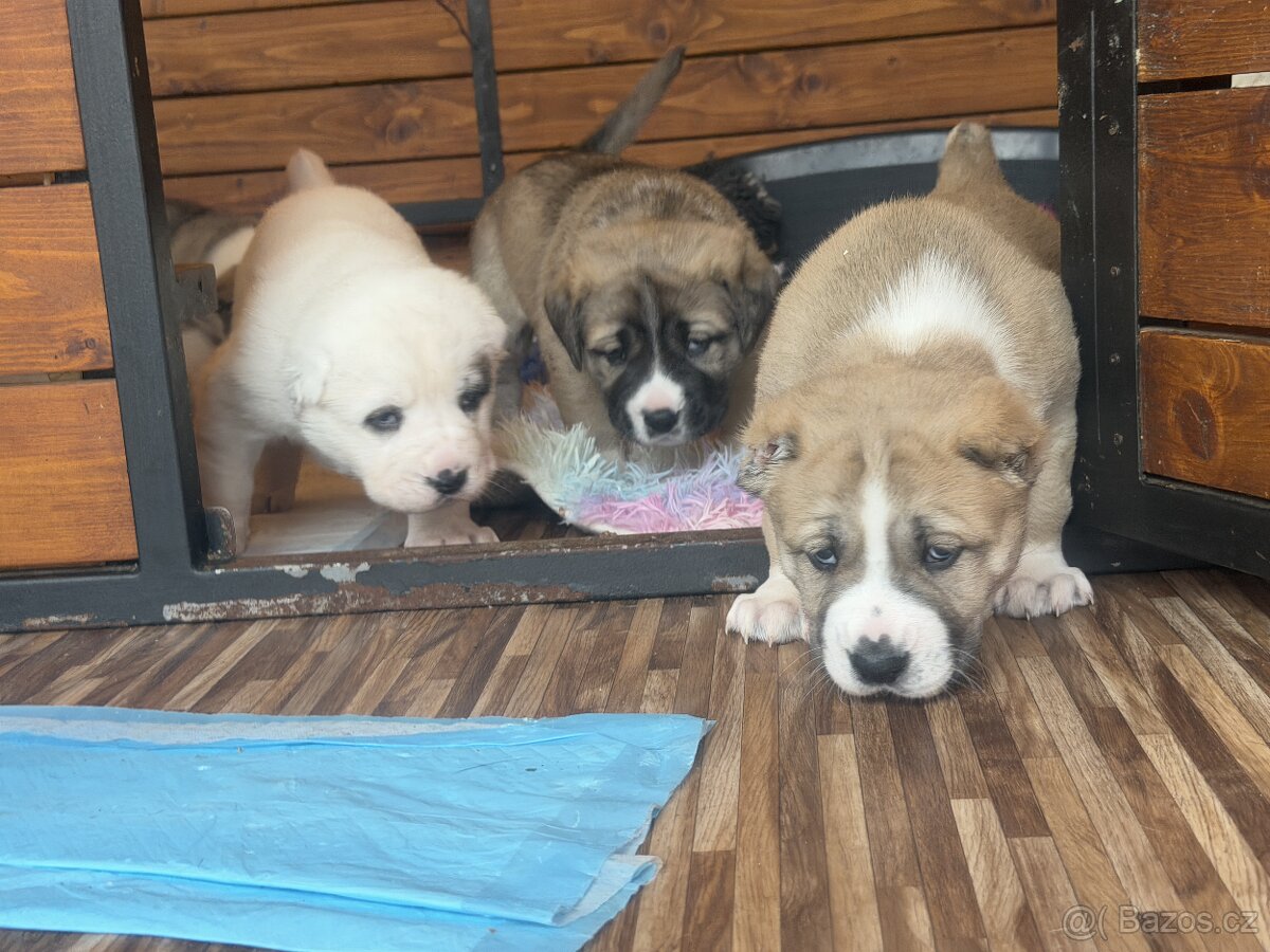 Středoasijský pastevecký pes štěňátka - 5