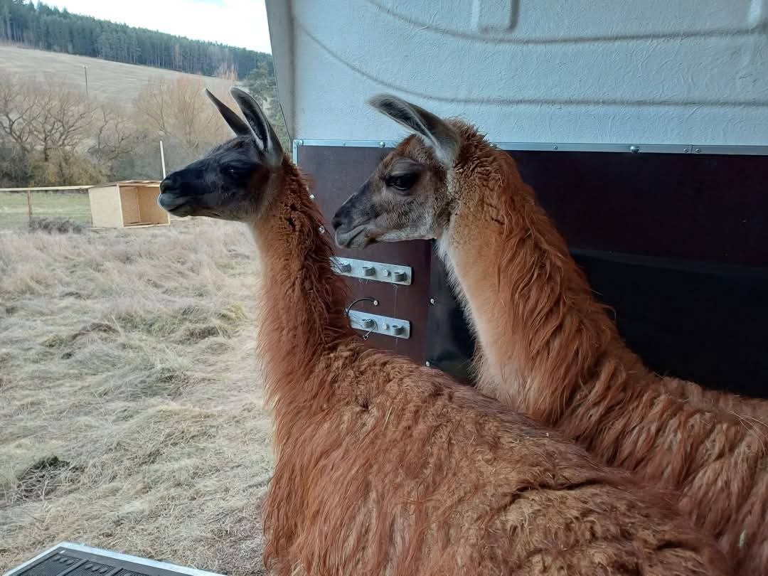 Přepravník na půjčení - 5