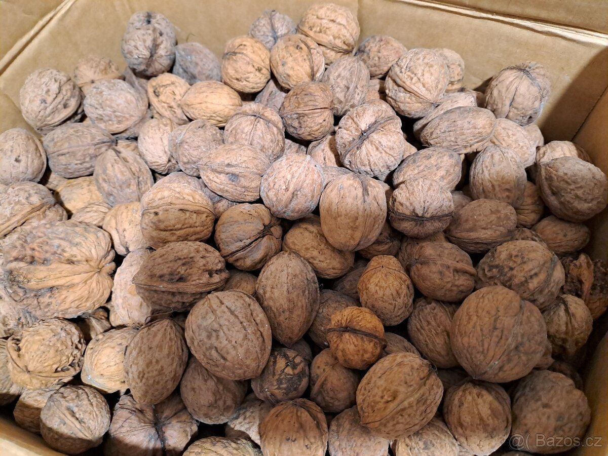 Ořechy vlašské - 5