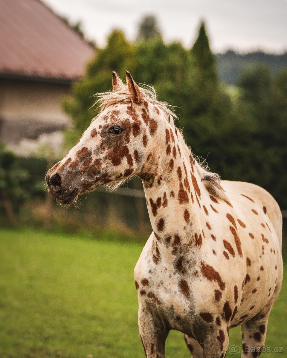 Nádherná klisna sportovního knabstruppera - 5