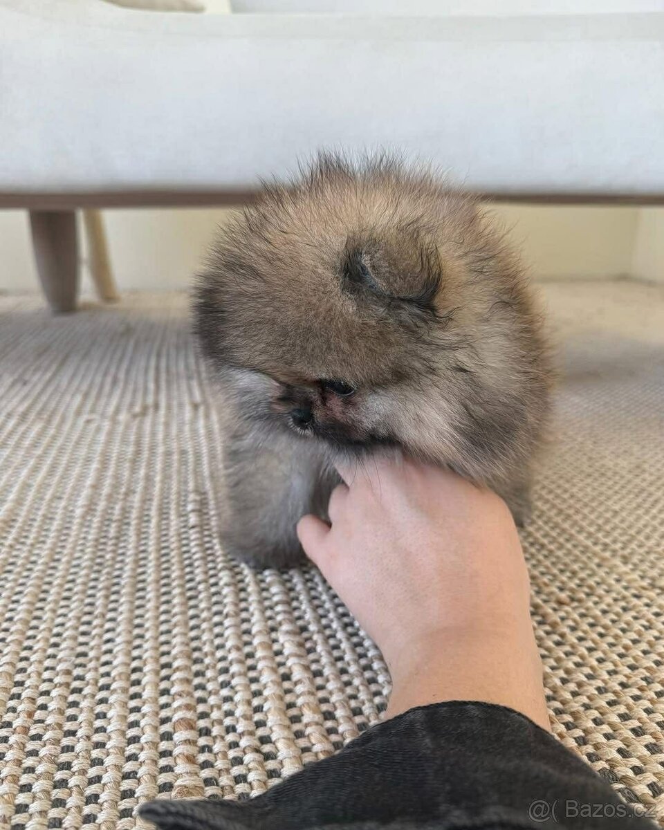 Pomeranian Mini - 5