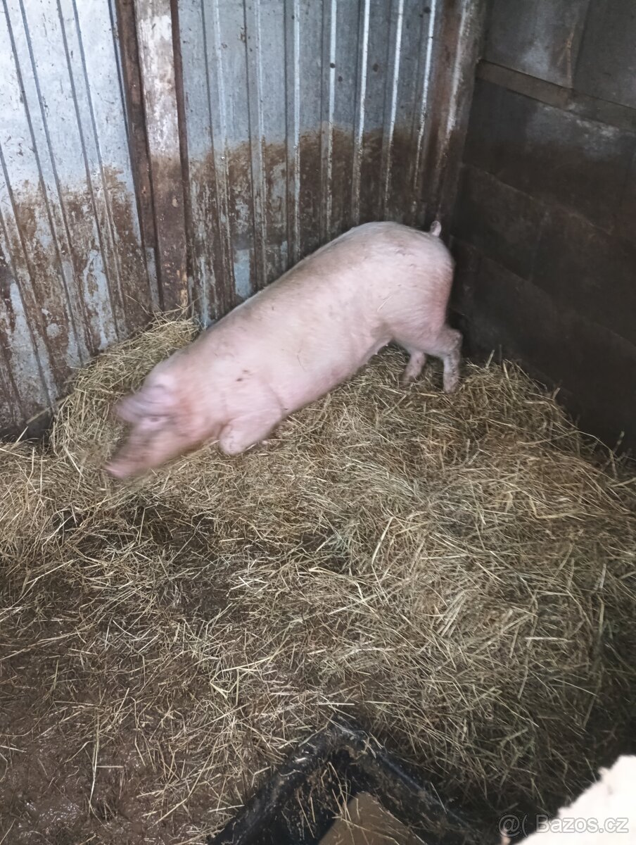 Prodám prase - 5