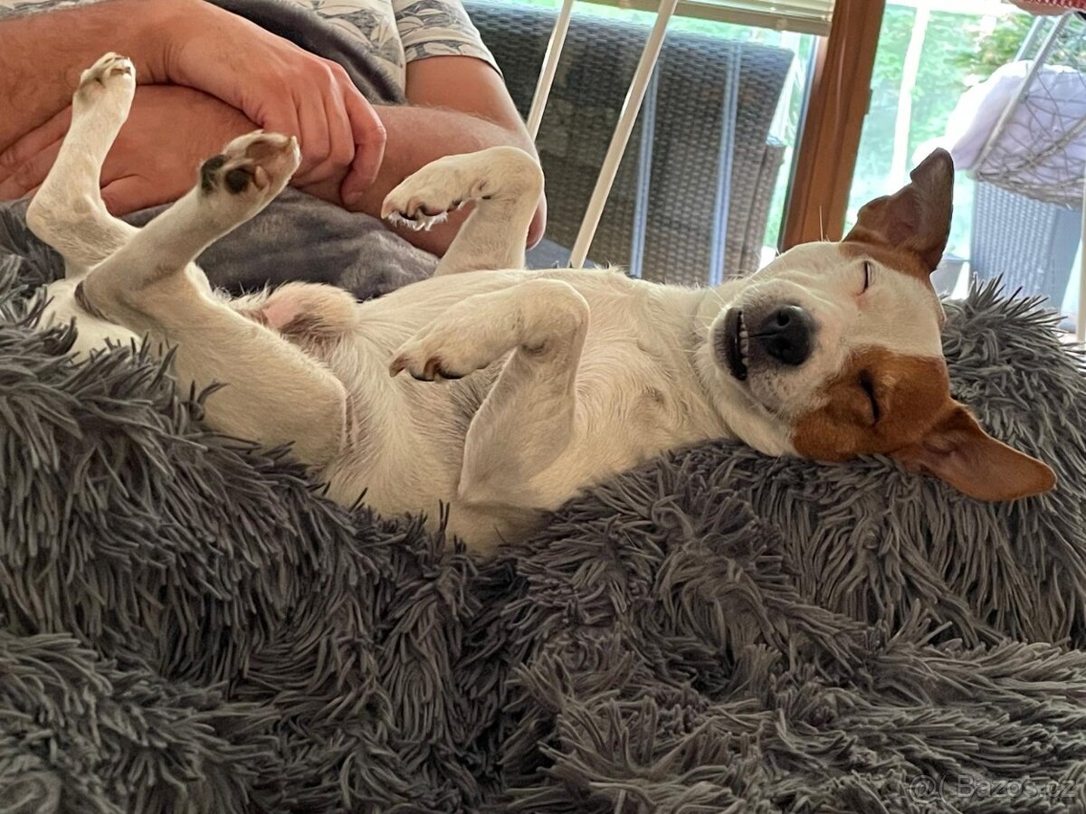 Jack Russel Teriér (JRT) Krytí - 5