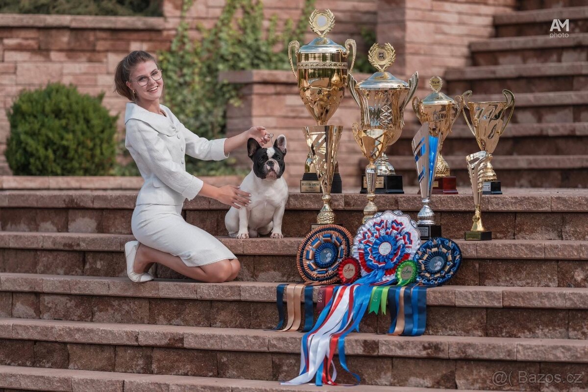 Francouzský buldoček s PP ( FCI ) - 5