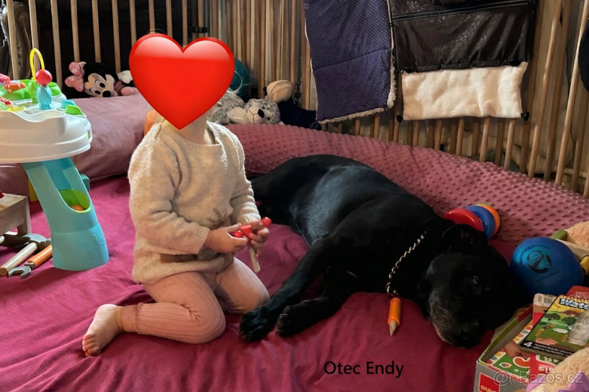 Štěňata - Americký stafordšírský teriér bez PP - 5