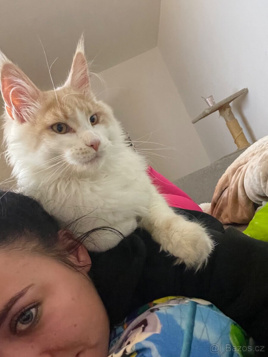 Mainský mývalí kocour - 5