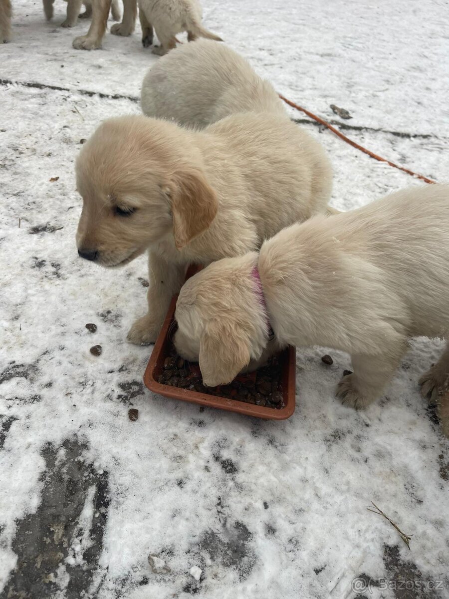 Zlatý retrívr štěňátka - 5