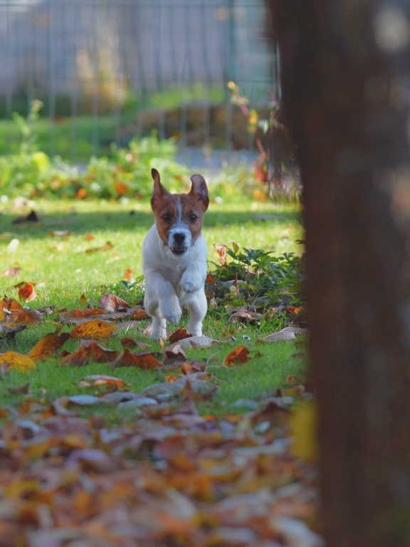 Jack Russel teriér s PP - URUS - 5