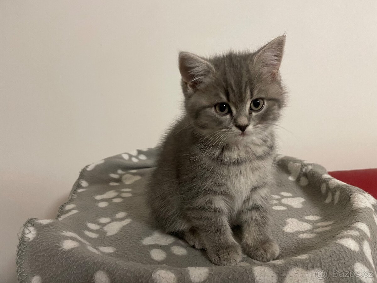 koťátko bez PP (kočička tmavá) - 5