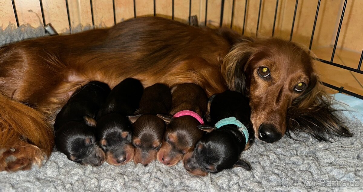 Jezevčík dlouhosrstý trpasličí/králičí s PP - 5