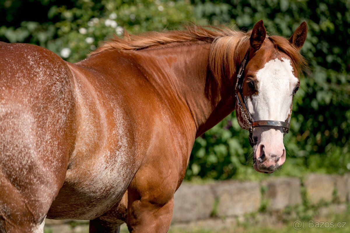 APH 6 let valach - 5