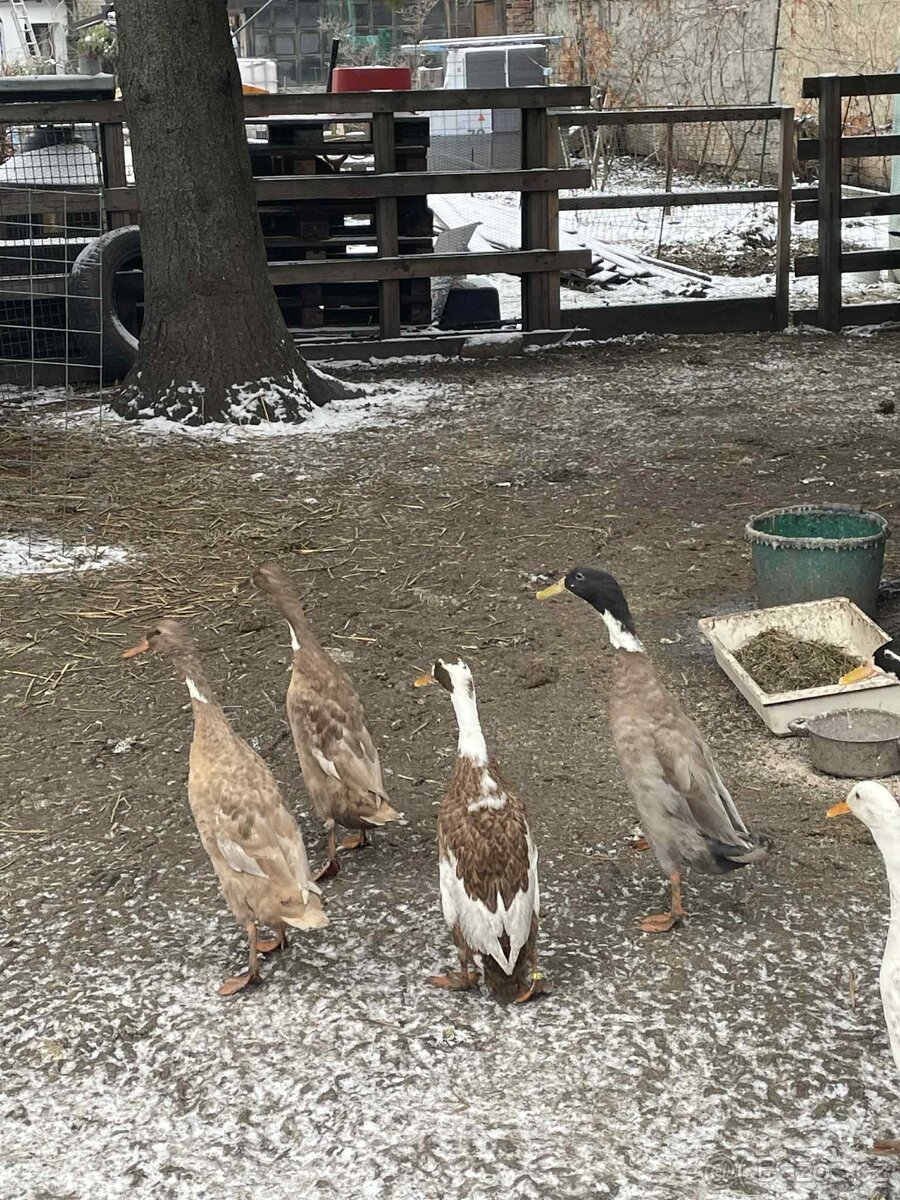 Indický běžec - 5