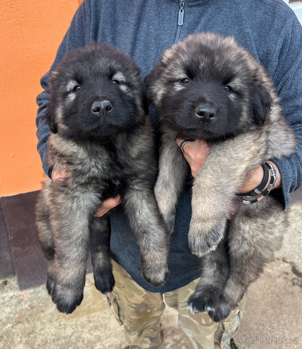 Štenátko Kaukazský ovčiak - 5