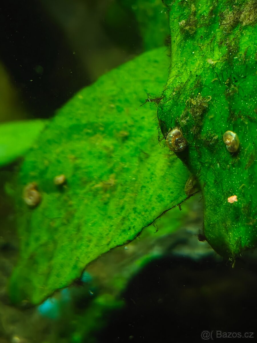 Akvárium s rostlinami - 5