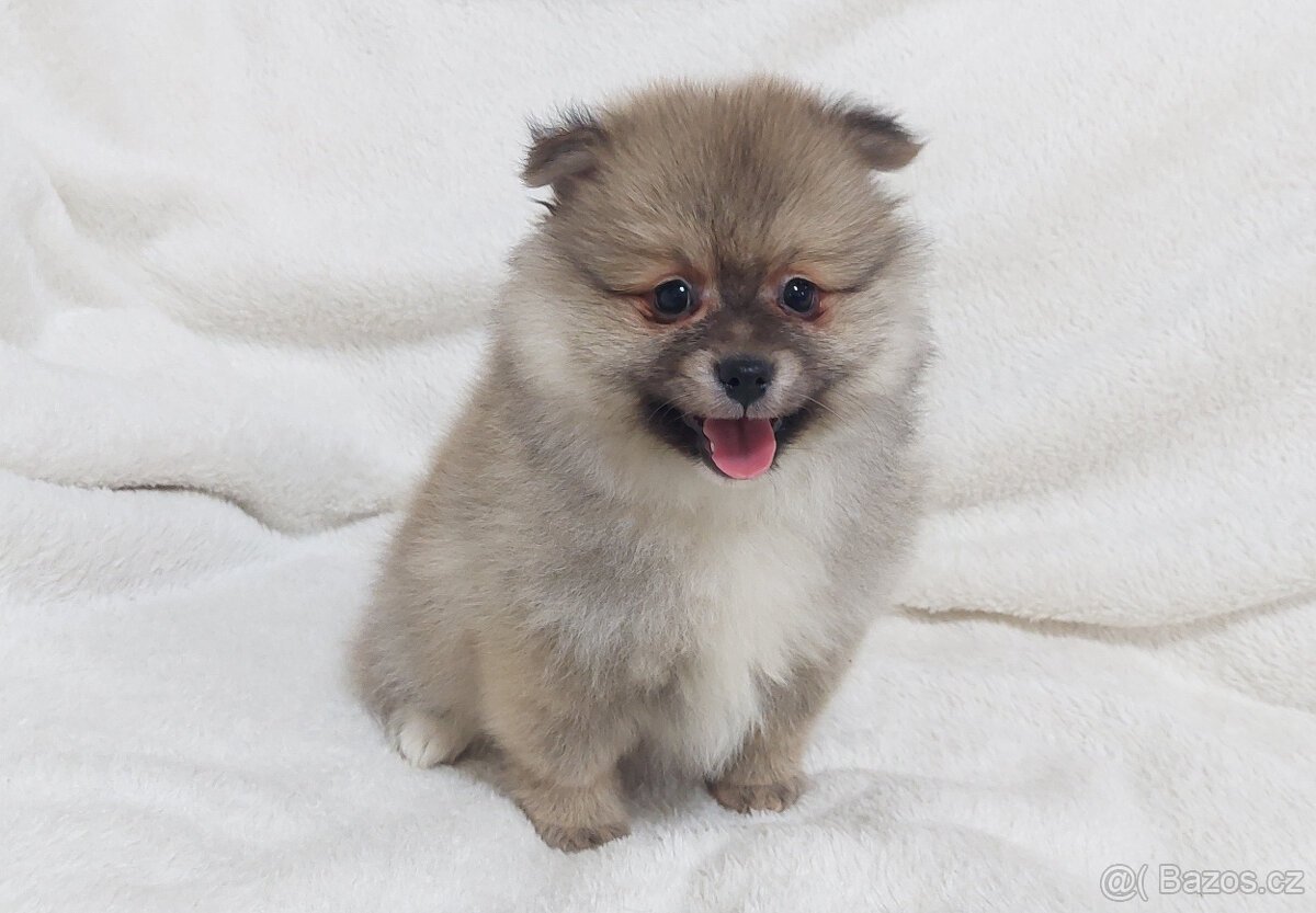 Německý špic Pomerian - 5