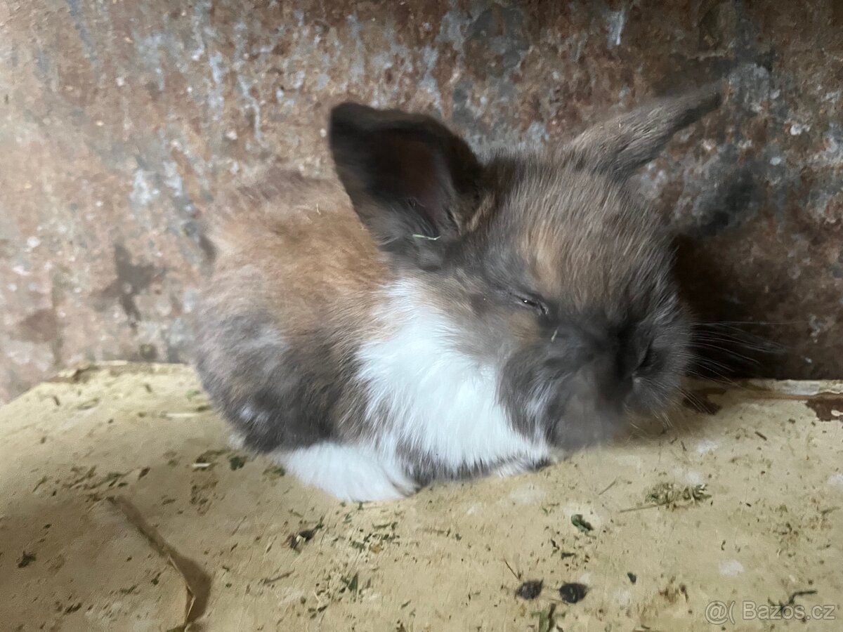 Zakrslý králíček - 5